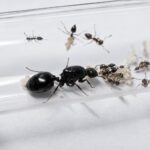 Crematogaster senegalensis - obrazek 2