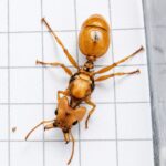 Daceton armigerum worker — orange-red with spike-jaws spike-jaw canopy ant from the Amazon canopy, live colony at ANTonTOP