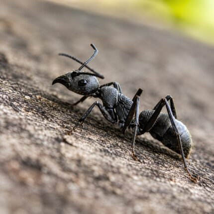 Diacamma bispinosum worker — uniform worker caste with no queen queenless ant from South and Southeast Asia, live colony at ANTonTOP