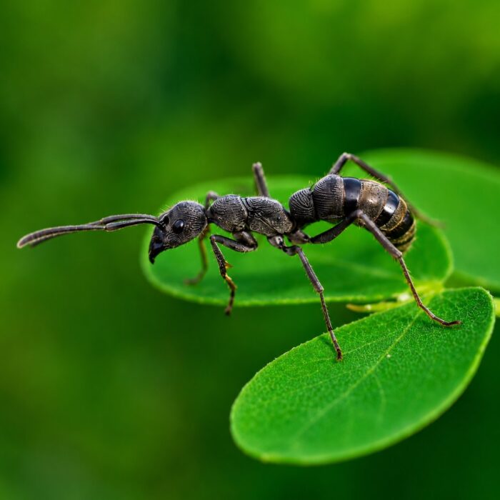 Diacamma rugosum worker — matt black queenless Indian ponerine from South Asia, live colony at ANTonTOP