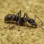 Diacamma rugosum obreras en formicario — 8-10 mm ponerina india sin reina para criadores, jerarquía matriarcal: una sola obrera apareada gobierna la colonia