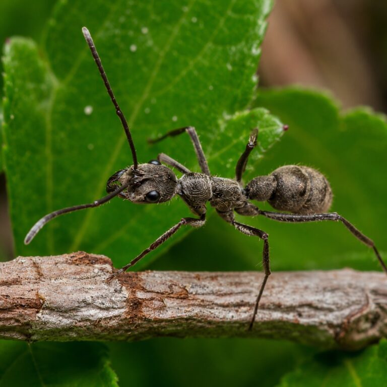Diacamma rugosum reina con cría — colonia fundadora de ponerina india sin reina del sur de Asia, hormigas vivas en venta