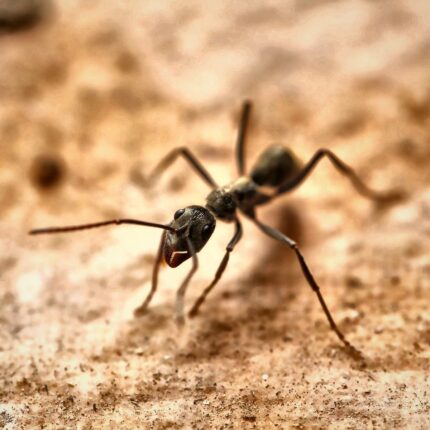 Diacamma violaceum robotnica — jednorodna kasta robotnic bez królowej mrówka bezkrólowa z Azji Południowej i Południowo-Wschodniej, żywa kolonia w ANTonTOP