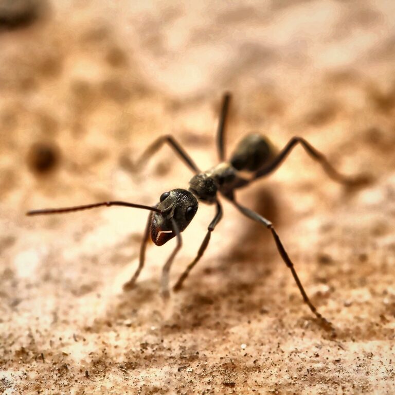 Diacamma violaceum worker — uniform worker caste with no queen queenless ant from South and Southeast Asia, live colony at ANTonTOP