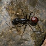 Dinomyrmex gigas - obrazek 4