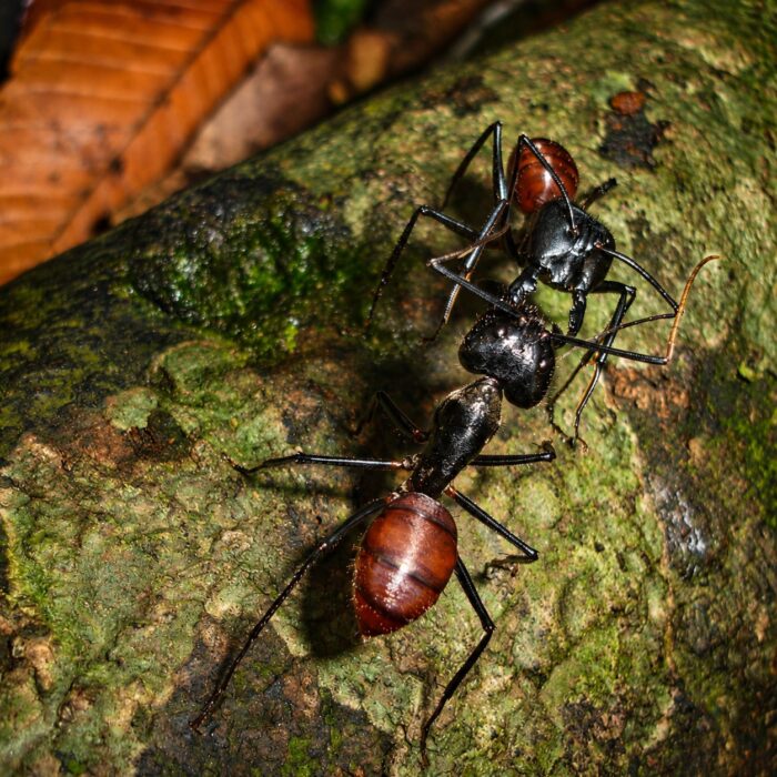 Dinomyrmex gigas robotnica — matowa czarna z rdzawymi żuchwami olbrzymia borneańska mrówka stolarka z Borneo, żywa kolonia w ANTonTOP