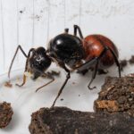 Dinomyrmex gigas - obrazek 2