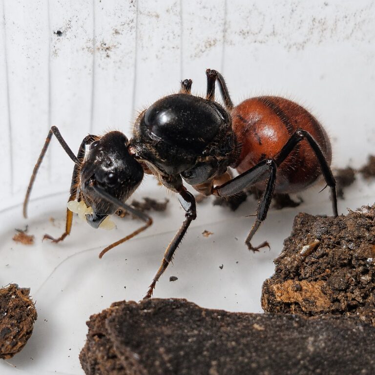 Dinomyrmex gigas reina con cría — colonia fundadora de hormiga carpintera gigante de Borneo de Borneo, hormigas vivas en venta