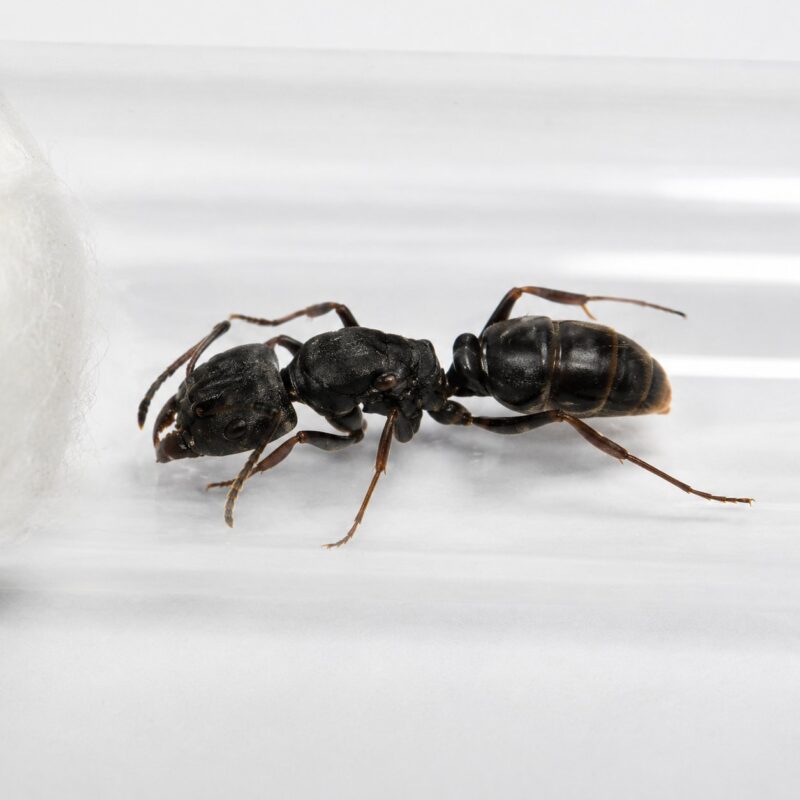 Ectomomyrmex astutus worker — sculptured matt-black ponerine ponerine ant from Southeast Asia, live colony at ANTonTOP