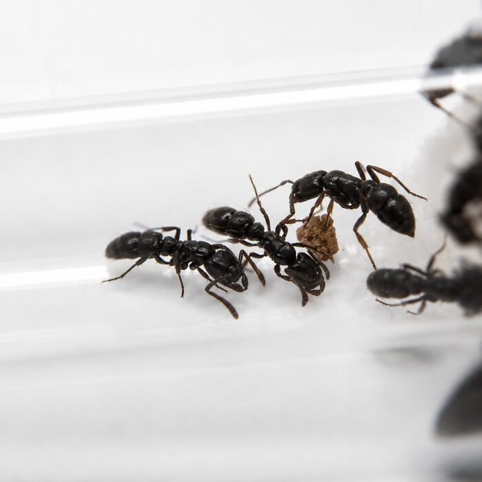 Ectomomyrmex leeuwenhoeki worker — sculptured mattblack ponerine ponerine ant from Southeast Asia, live colony at ANTonTOP
