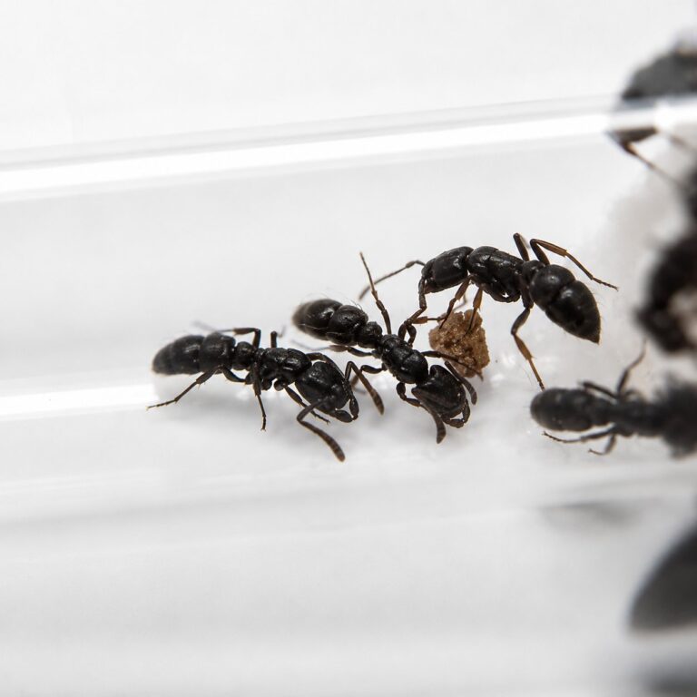 Ectomomyrmex leeuwenhoeki robotnica — wyrzeźbiona matowo-czarna ponerine mrówka ponerine z Azji Południowo-Wschodniej, żywa kolonia w ANTonTOP