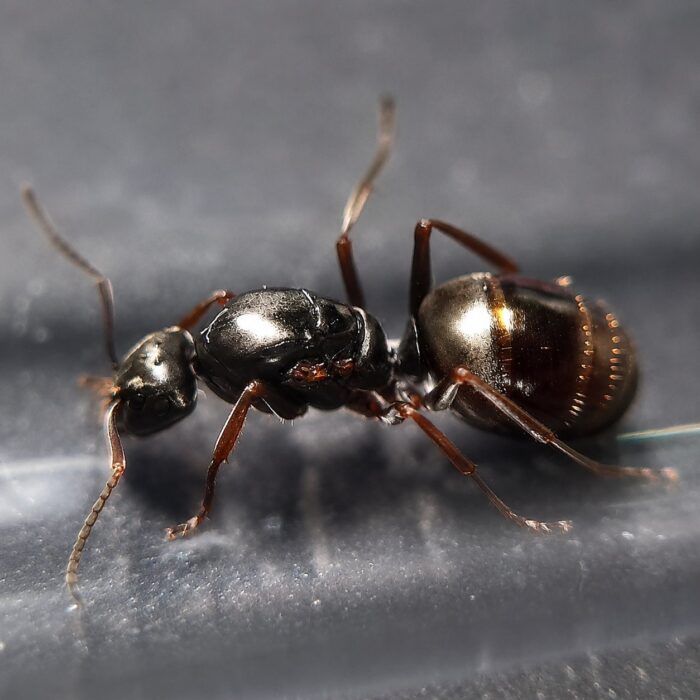 Formica cinerea robotnica — czerwonoczarne dwubarwne ciało mrówka leśna ze strefy holarktycznej, żywa kolonia w ANTonTOP