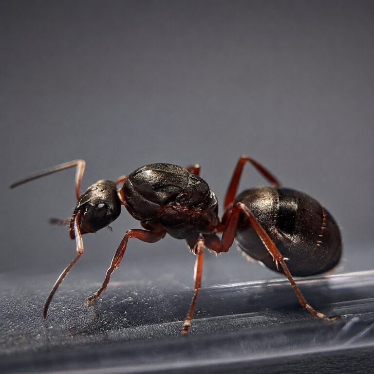 Formica cunicularia worker — red-and-black bicolour body wood ant from the Holarctic, live colony at ANTonTOP