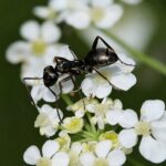 Formica fusca reina con cría — colonia fundadora de hormiga roja de los bosques del Holártico, hormigas vivas en venta