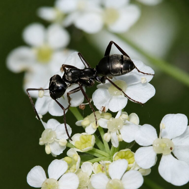 Formica fusca reina con cría — colonia fundadora de hormiga roja de los bosques del Holártico, hormigas vivas en venta