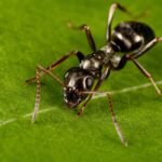 Formica fusca worker — red-and-black bicolour body wood ant from the Holarctic, live colony at ANTonTOP
