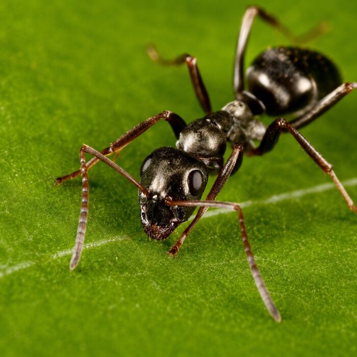 Formica fusca worker — redandblack bicolour body wood ant from the Holarctic, live colony at ANTonTOP