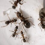 Formica rufibarbis - obrazek 2