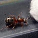 Formica rufibarbis robotnica — czerwono-czarne dwubarwne ciało mrówka leśna ze strefy holarktycznej, żywa kolonia w ANTonTOP