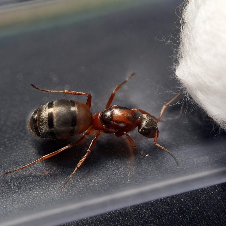 Formica rufibarbis worker — red-and-black bicolour body wood ant from the Holarctic, live colony at ANTonTOP