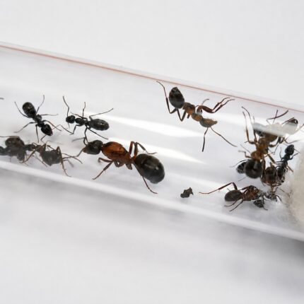 Formica sanguinea robotnica — czerwono-czarne dwubarwne ciało mrówka leśna ze strefy holarktycznej, żywa kolonia w ANTonTOP