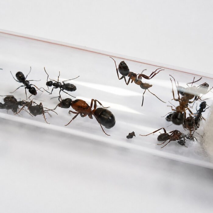 Formica sanguinea worker — redandblack bicolour body wood ant from the Holarctic, live colony at ANTonTOP