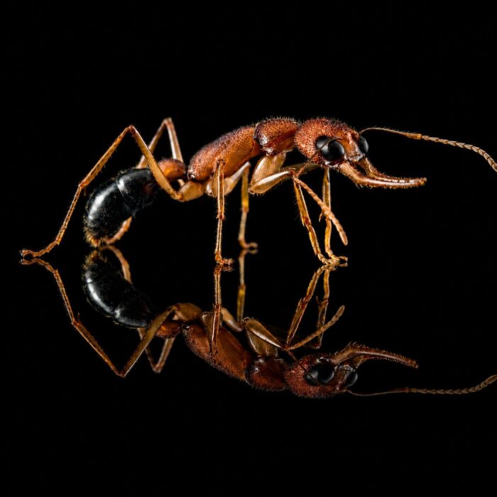 Harpegnathos saltator worker — matt black Indian jumping ant from India, live colony at ANTonTOP