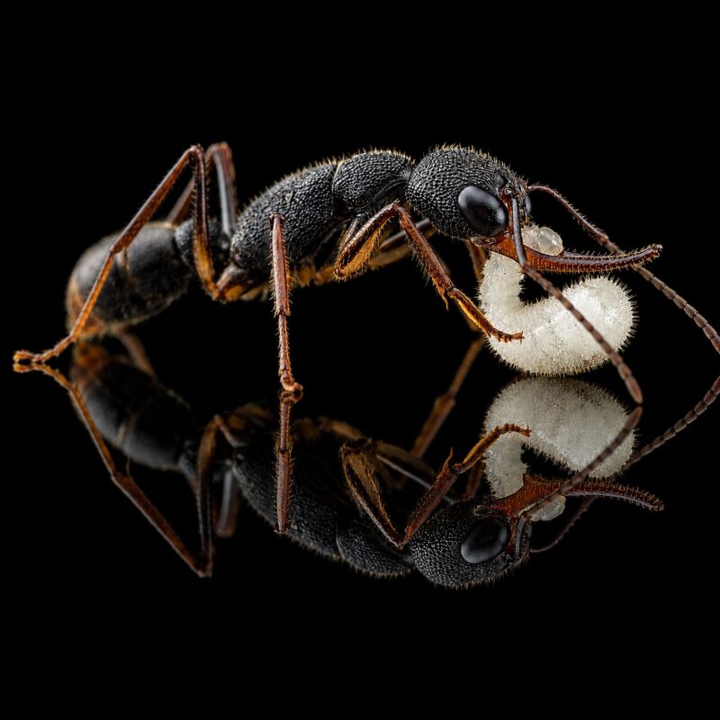 Harpegnathos venator reina con cría — colonia fundadora de hormiga saltadora del Sudeste Asiático, hormigas vivas en venta