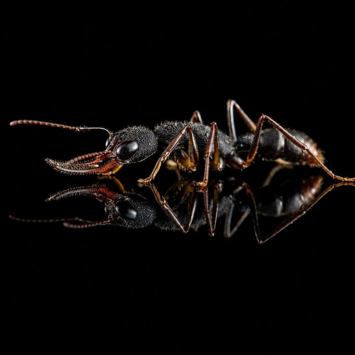 Harpegnathos venator worker — matt black with huge eyes jumping ant from Southeast Asia, live colony at ANTonTOP