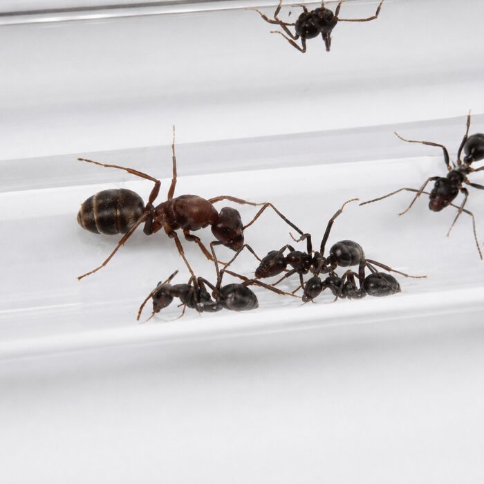 Iberoformica subrufa worker — redandblack bicolour body Iberian wood ant from the Iberian Peninsula, live colony at ANTonTOP