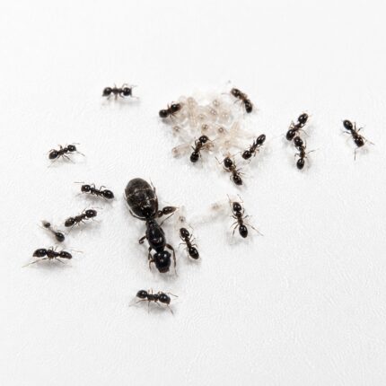 Iridomyrmex bicknelli worker — reddish-brown polished body meat ant from Australia, live colony at ANTonTOP