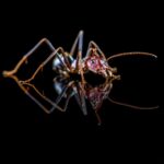 Iridomyrmex purpureus - obrazek 3