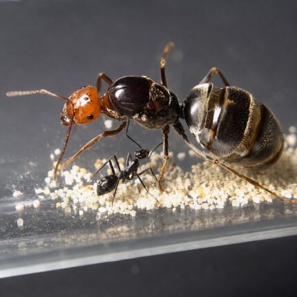Iridomyrmex purpureus worker — glossy red and black Australian meat ant from Australia, live colony at ANTonTOP