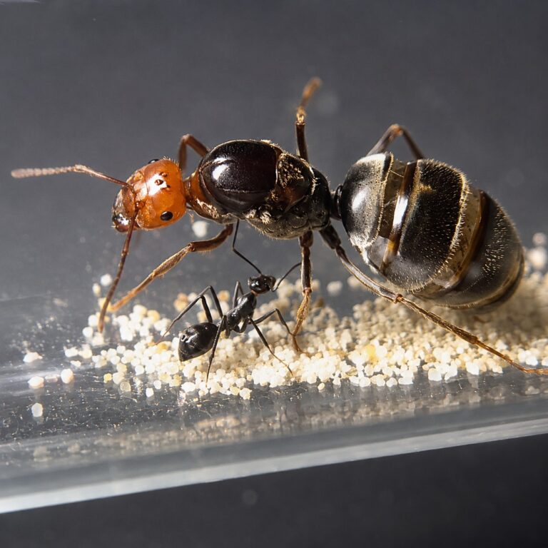 Iridomyrmex purpureus robotnica — błyszcząca czerwono-czarna australijska mrówka mięsna z Australii, żywa kolonia w ANTonTOP