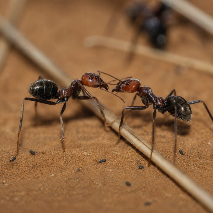Iridomyrmex purpureus  obrazek 2