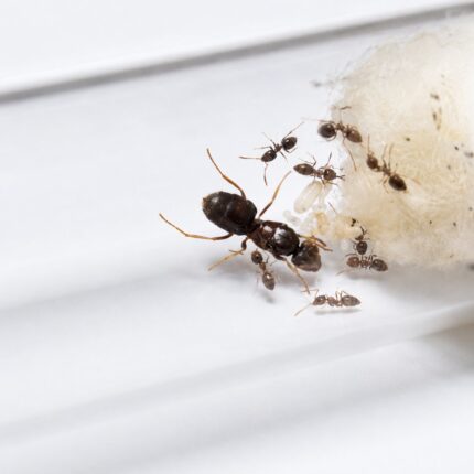 Lasius illyricus robotnica — małe ciemne lub żółte robotnice mrówka pospolita ze strefy holarktycznej, żywa kolonia w ANTonTOP