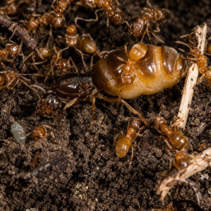 Lasius flavus  obrazek 3