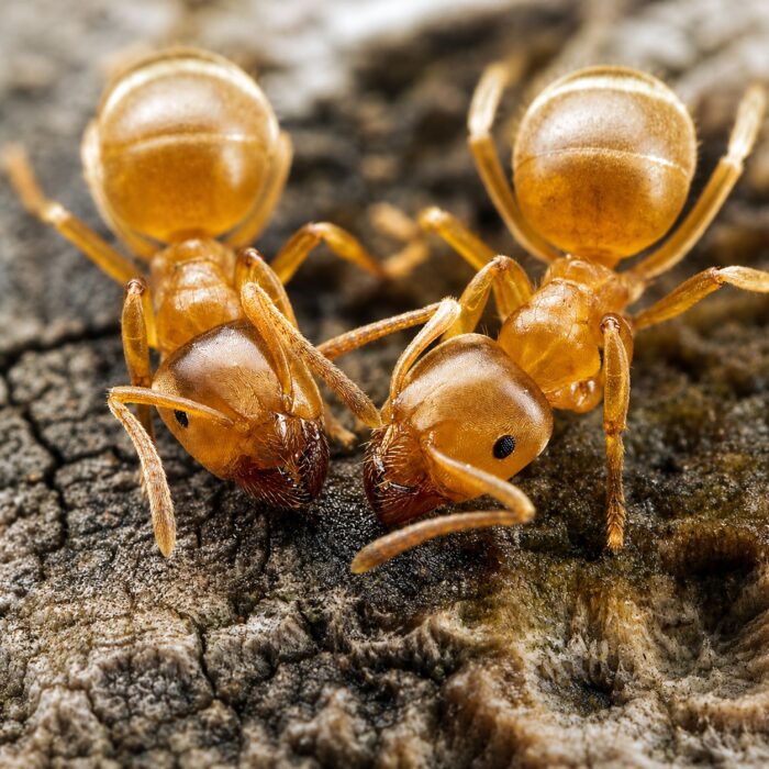 lasiusflavus3Lasiusflavus3 Lasius flavus robotnica — blado żółtopomarańczowa żółta mrówka łąkowa z Europy, żywa kolonia w ANTonTOP