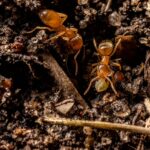 Lasius flavus - obrazek 2