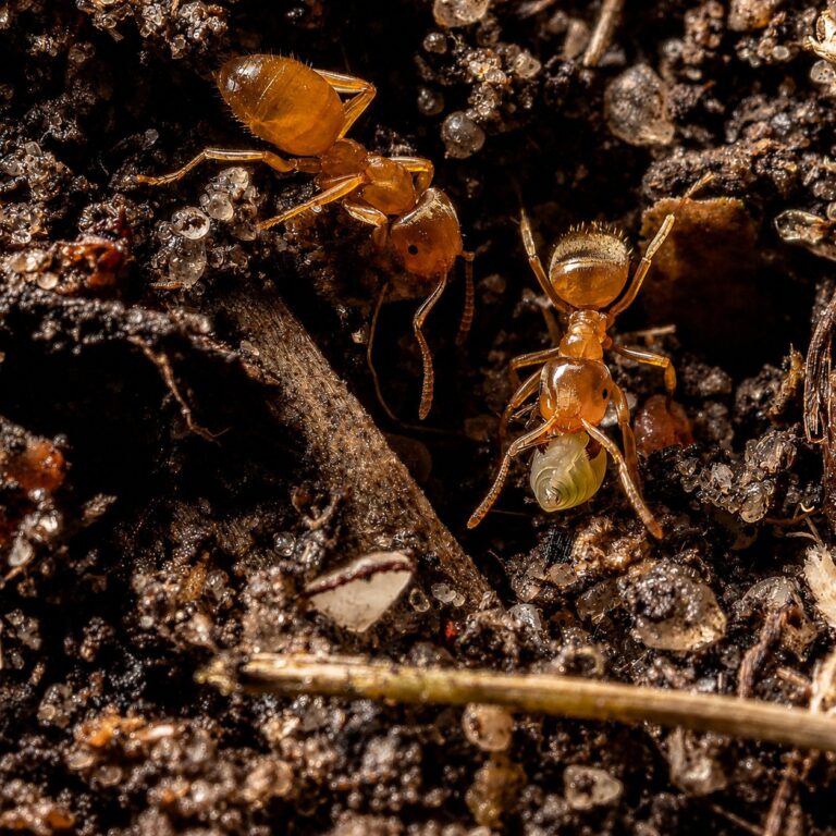 Lasius flavus Königin mit Brut — Gründungskolonie der gelbe Wiesenameise aus Europa, lebende Ameisen zum Verkauf