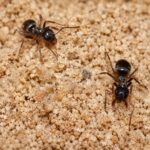 Lasius niger worker — matt black common black garden ant from Europe, live colony at ANTonTOP
