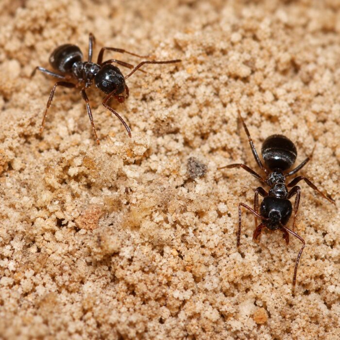 Lasius niger worker — matt black common black garden ant from Europe, live colony at ANTonTOP