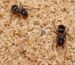 Lasius niger robotnica — matowa czarna czarna mrówka ogrodowa z Europy, żywa kolonia w ANTonTOP