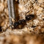 Lasius niger obrera de cerca — colonias subterráneas y cría de pulgones, hormiga negra común del jardín exótica para criadores de hormigas