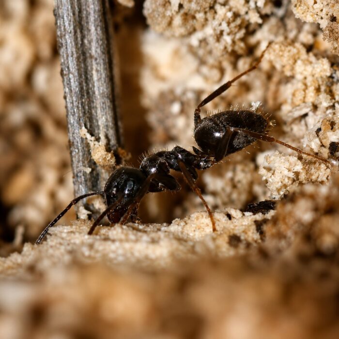 Lasius niger obrera de cerca — colonias subterráneas y cría de pulgones, hormiga negra común del jardín exótica para criadores de hormigas