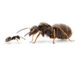 Lasius niger obreras en formicario — 3-5 mm hormiga negra común del jardín para criadores, algunas especies crían pulgones bajo tierra para mielada