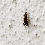 Lasius niger reina con cría — colonia fundadora de hormiga negra común del jardín de Europa, hormigas vivas en venta
