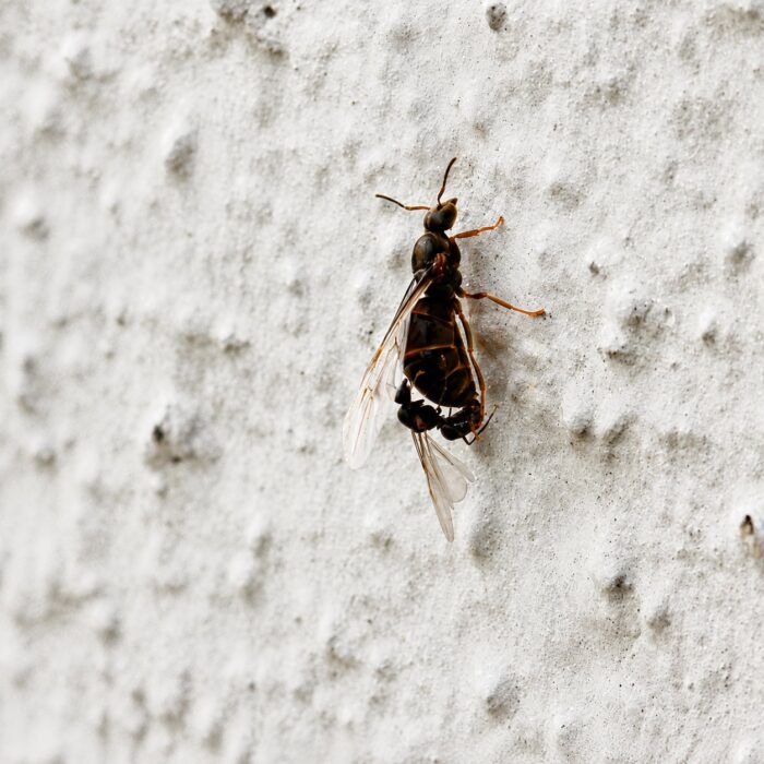 Lasius niger reina con cría — colonia fundadora de hormiga negra común del jardín de Europa, hormigas vivas en venta