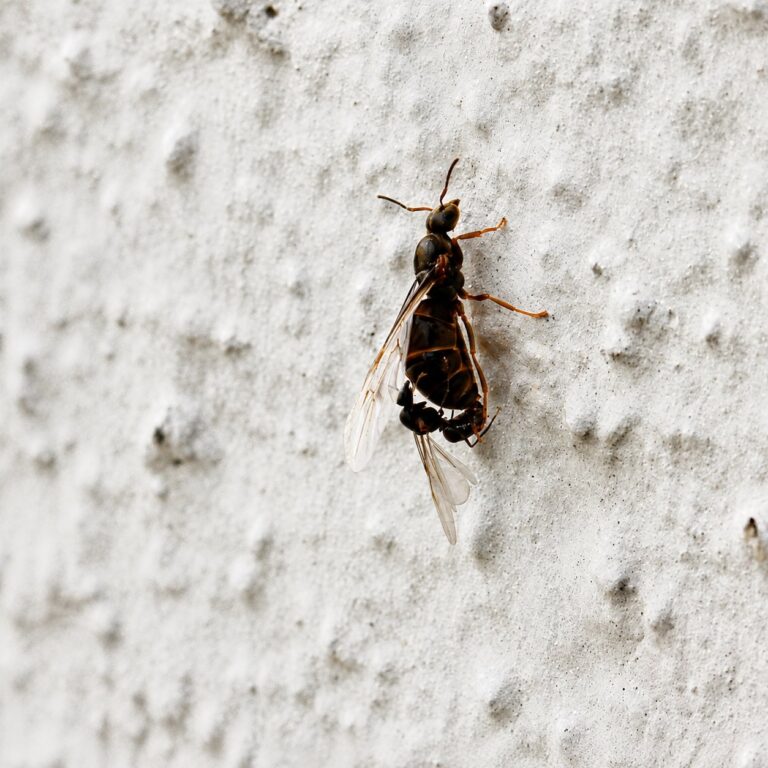 Lasius niger reina con cría — colonia fundadora de hormiga negra común del jardín de Europa, hormigas vivas en venta