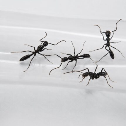 Leptogenys diminuta worker — slim ponerine body with long legs hunter ant native to the pantropics, live colony at ANTonTOP